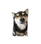 Shibainu Noa（個別スタンプ：3）