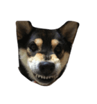 Shibainu Noa（個別スタンプ：5）