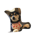 Shibainu Noa（個別スタンプ：7）
