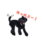黒プーのブンダバーくん（個別スタンプ：5）