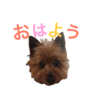 大谷だいふく（個別スタンプ：2）