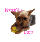 大谷だいふく（個別スタンプ：4）