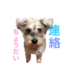 大谷だいふく（個別スタンプ：5）