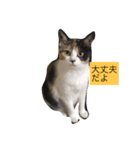 愛ネコ（個別スタンプ：3）