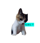 愛ネコ（個別スタンプ：4）