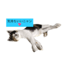 愛ネコ（個別スタンプ：5）