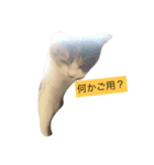 愛ネコ（個別スタンプ：6）
