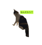 愛ネコ（個別スタンプ：7）
