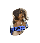 Dog photos of stamp4（個別スタンプ：1）