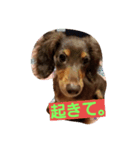 Dog photos of stamp4（個別スタンプ：4）