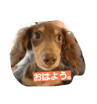 Dog photos of stamp4（個別スタンプ：6）