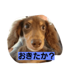 Dog photos of stamp4（個別スタンプ：7）