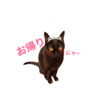 三匹の猫スタンプ（個別スタンプ：1）