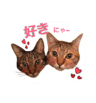 三匹の猫スタンプ（個別スタンプ：3）
