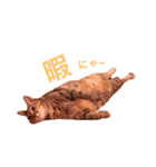三匹の猫スタンプ（個別スタンプ：4）