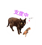 三匹の猫スタンプ（個別スタンプ：5）
