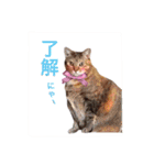 三匹の猫スタンプ（個別スタンプ：7）