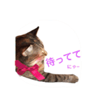 三匹の猫スタンプ（個別スタンプ：9）