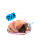 三匹の猫スタンプ（個別スタンプ：10）
