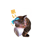 三匹の猫スタンプ（個別スタンプ：11）