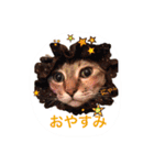 三匹の猫スタンプ（個別スタンプ：12）