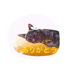 三匹の猫スタンプ（個別スタンプ：13）