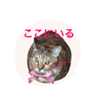 三匹の猫スタンプ（個別スタンプ：14）