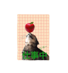 三匹の猫スタンプ（個別スタンプ：16）