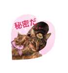 三匹の猫スタンプ（個別スタンプ：17）