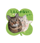 三匹の猫スタンプ（個別スタンプ：18）