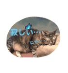 三匹の猫スタンプ（個別スタンプ：19）