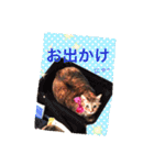 三匹の猫スタンプ（個別スタンプ：22）