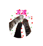 三匹の猫スタンプ（個別スタンプ：23）