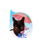 三匹の猫スタンプ（個別スタンプ：25）