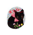三匹の猫スタンプ（個別スタンプ：27）