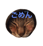 三匹の猫スタンプ（個別スタンプ：28）