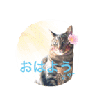 三匹の猫スタンプ（個別スタンプ：29）