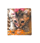 三匹の猫スタンプ（個別スタンプ：30）