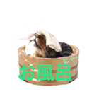 三匹の猫スタンプ（個別スタンプ：32）
