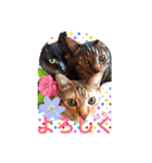 三匹の猫スタンプ（個別スタンプ：33）