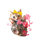 三匹の猫スタンプ（個別スタンプ：35）