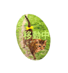 三匹の猫スタンプ（個別スタンプ：36）