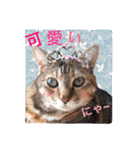 三匹の猫スタンプ（個別スタンプ：37）