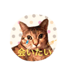 三匹の猫スタンプ（個別スタンプ：38）