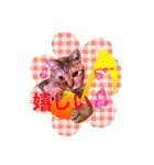 三匹の猫スタンプ（個別スタンプ：40）