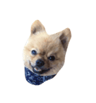 shiba pome LOVE（個別スタンプ：1）