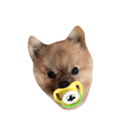 shiba pome LOVE（個別スタンプ：2）