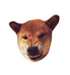 shiba pome LOVE（個別スタンプ：3）
