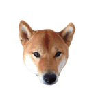 shiba pome LOVE（個別スタンプ：4）