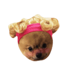 shiba pome LOVE（個別スタンプ：5）